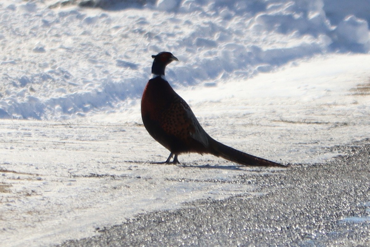 Ring-necked Pheasant - ML418467441