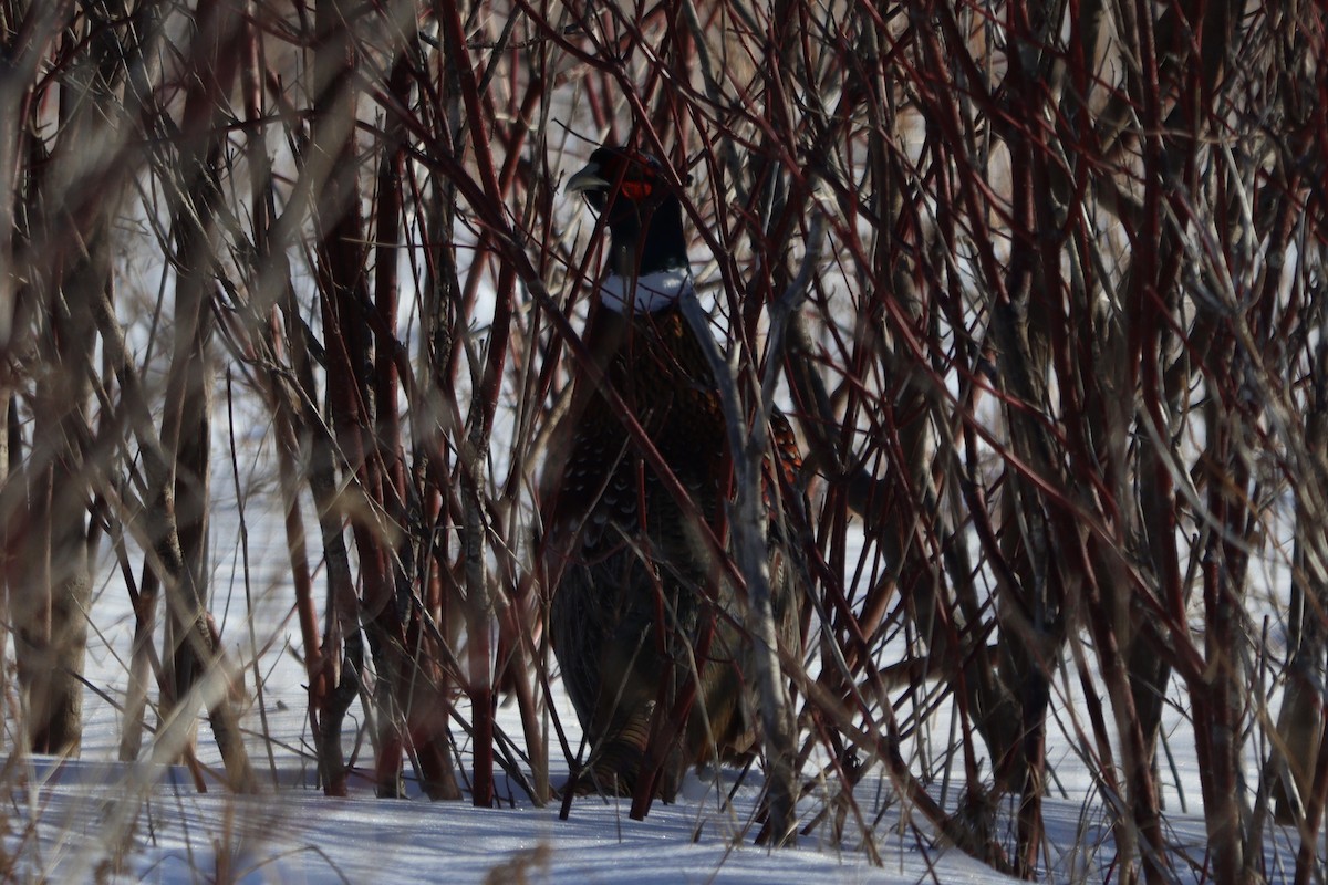 Ring-necked Pheasant - ML418467451