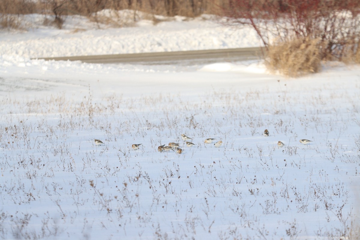 Snow Bunting - ML418467901