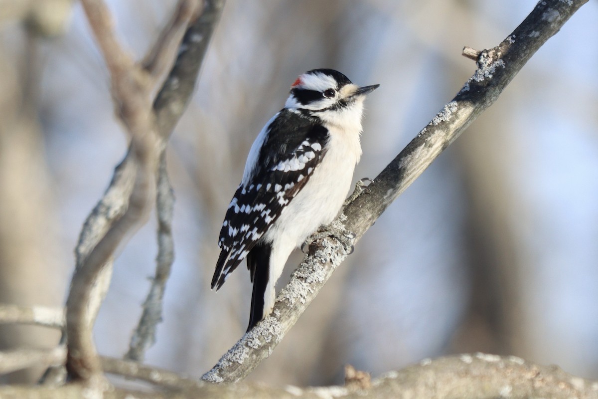 Downy Woodpecker - ML418468201