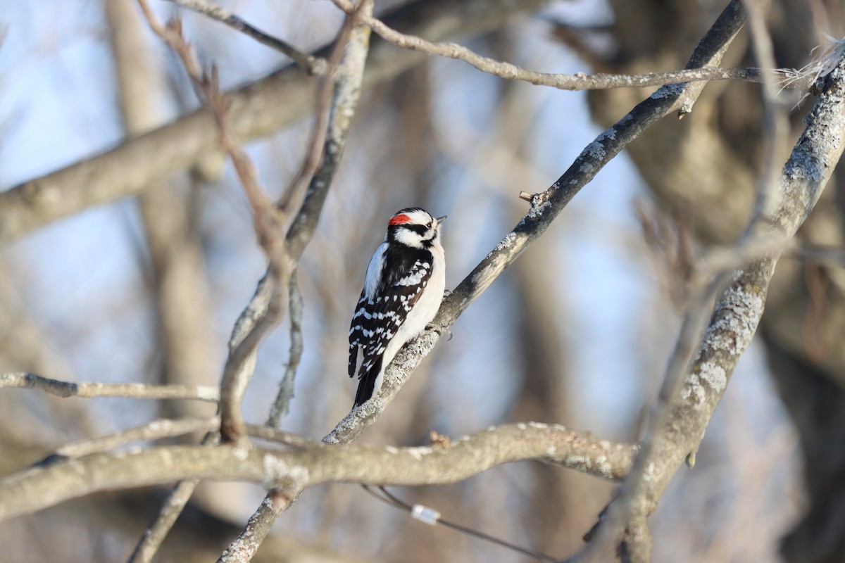 Downy Woodpecker - ML418468221