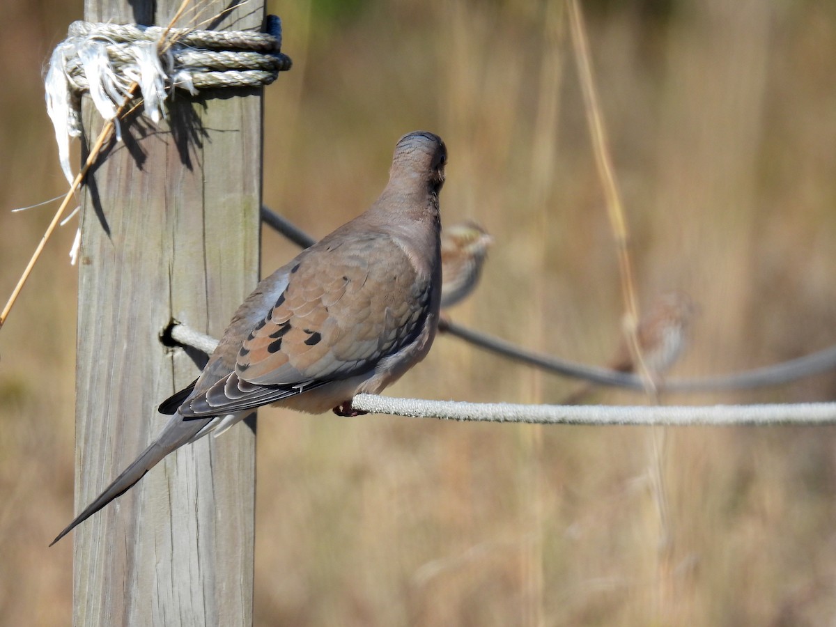 Mourning Dove - ML418468371