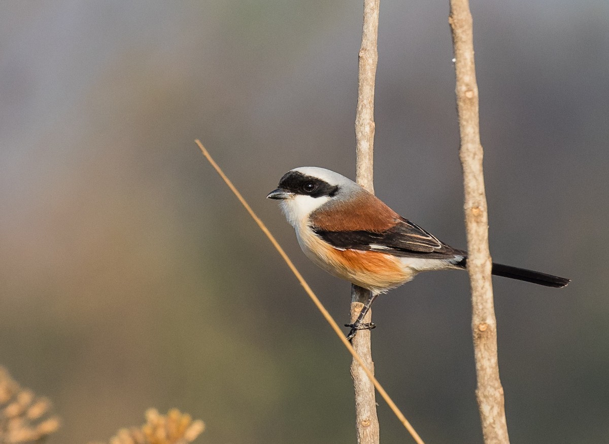 Bay-backed Shrike - ML418468661