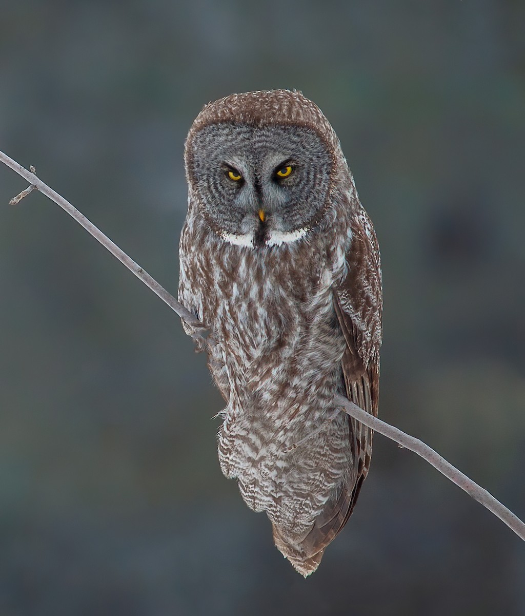 Great Gray Owl (American) - ML418471861