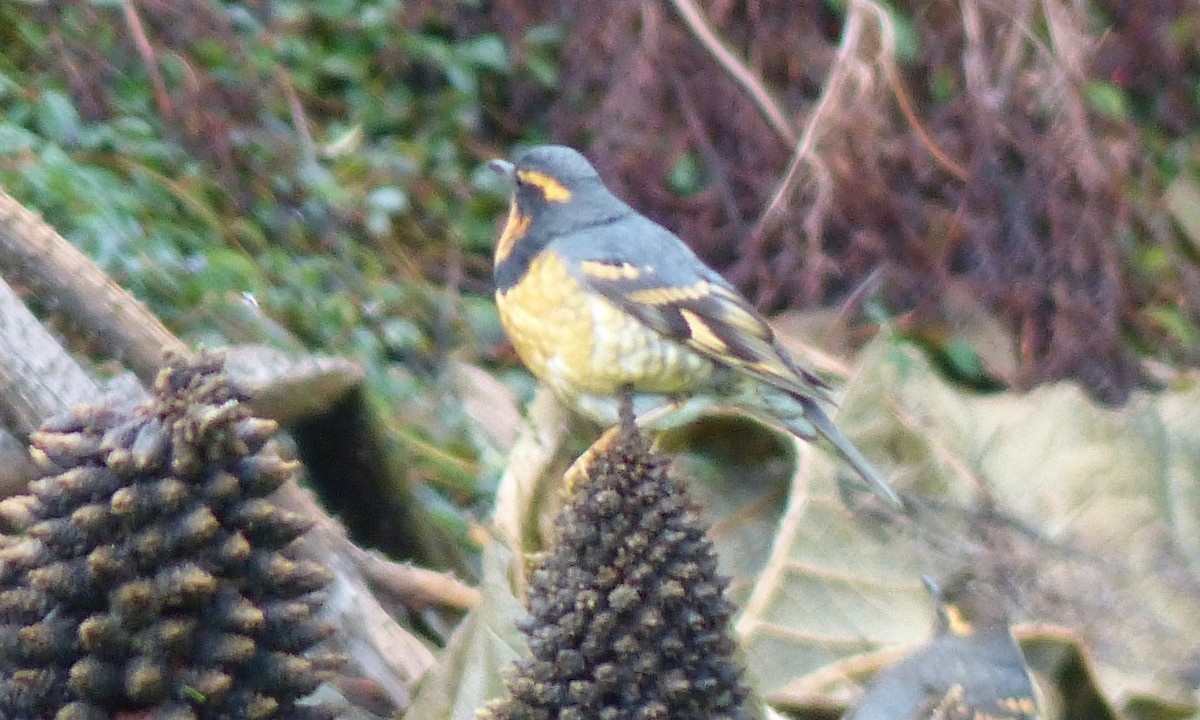 Varied Thrush - ML41847241