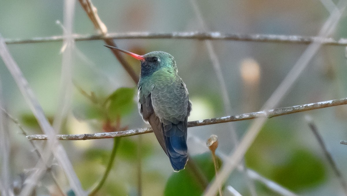 Broad-billed Hummingbird - ML418472431