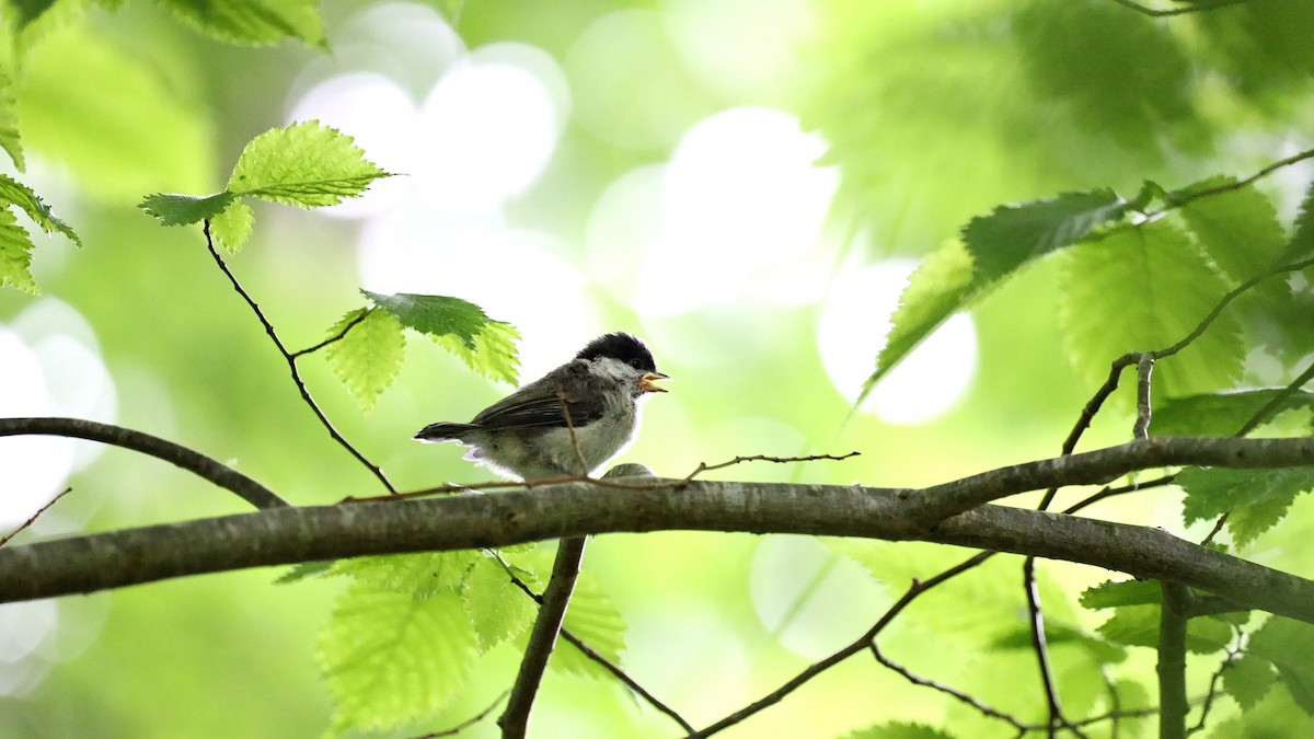 Mésange nonnette - ML418472551