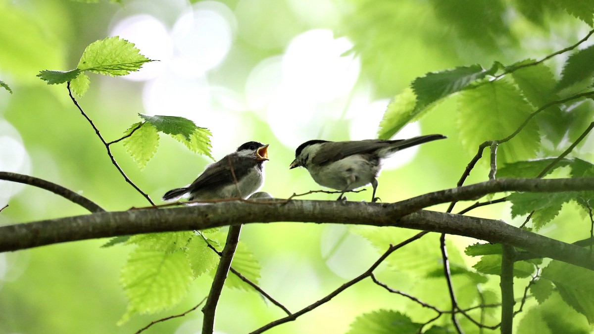 Mésange nonnette - ML418472581