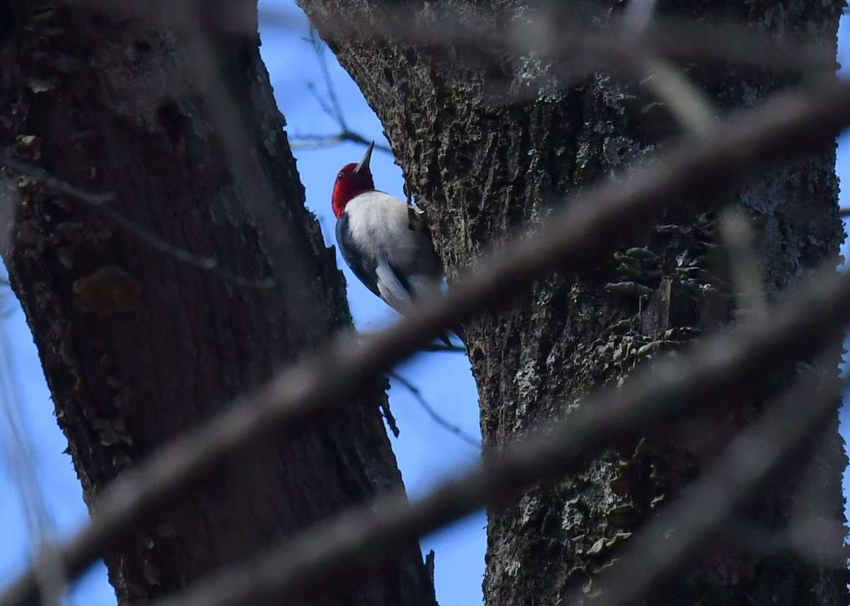Red-headed Woodpecker - ML418472671