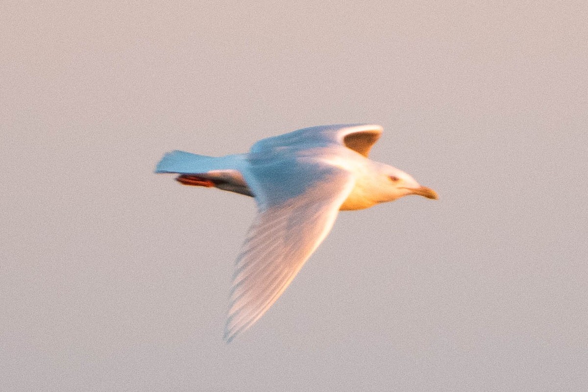 Glaucous Gull - ML418474211