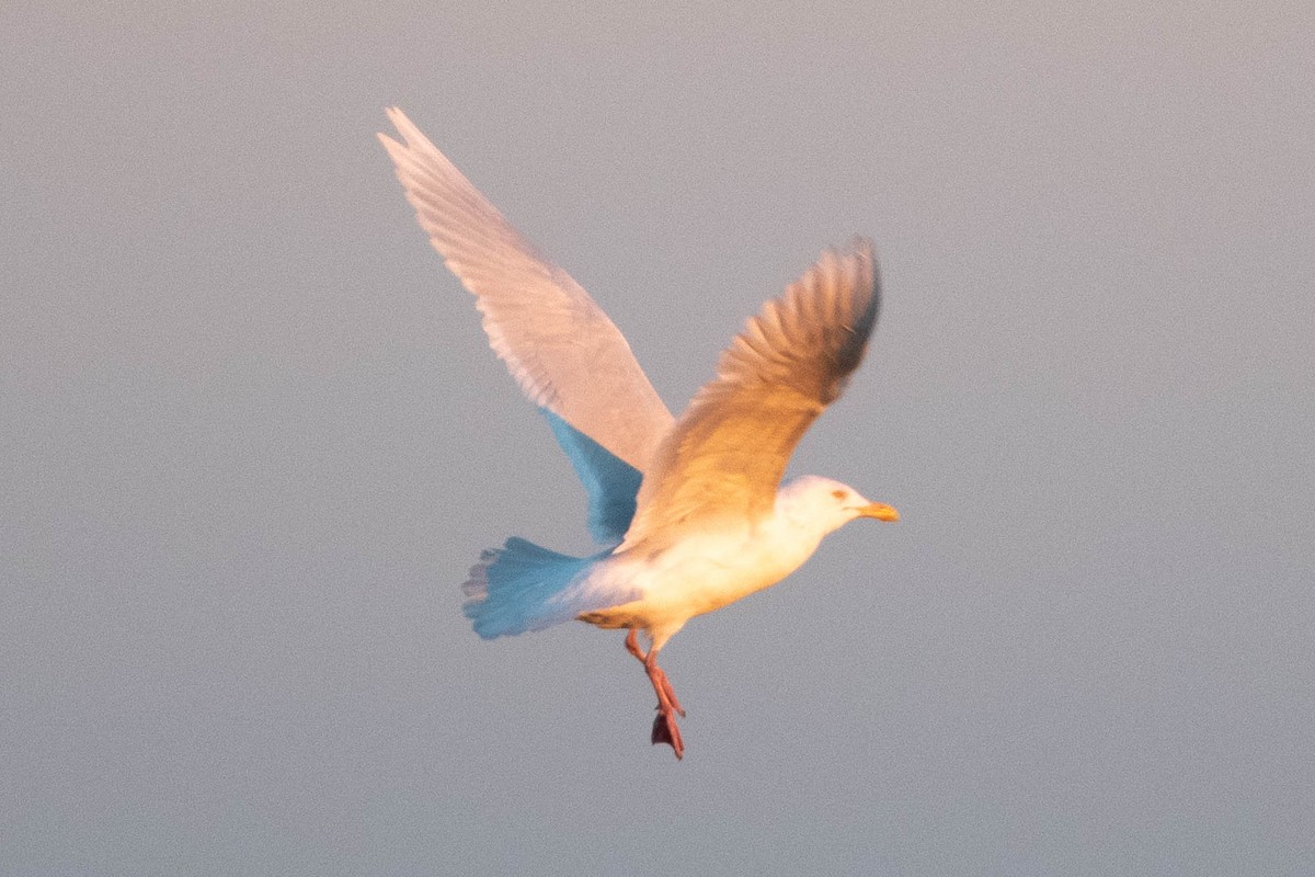 Glaucous Gull - ML418474231