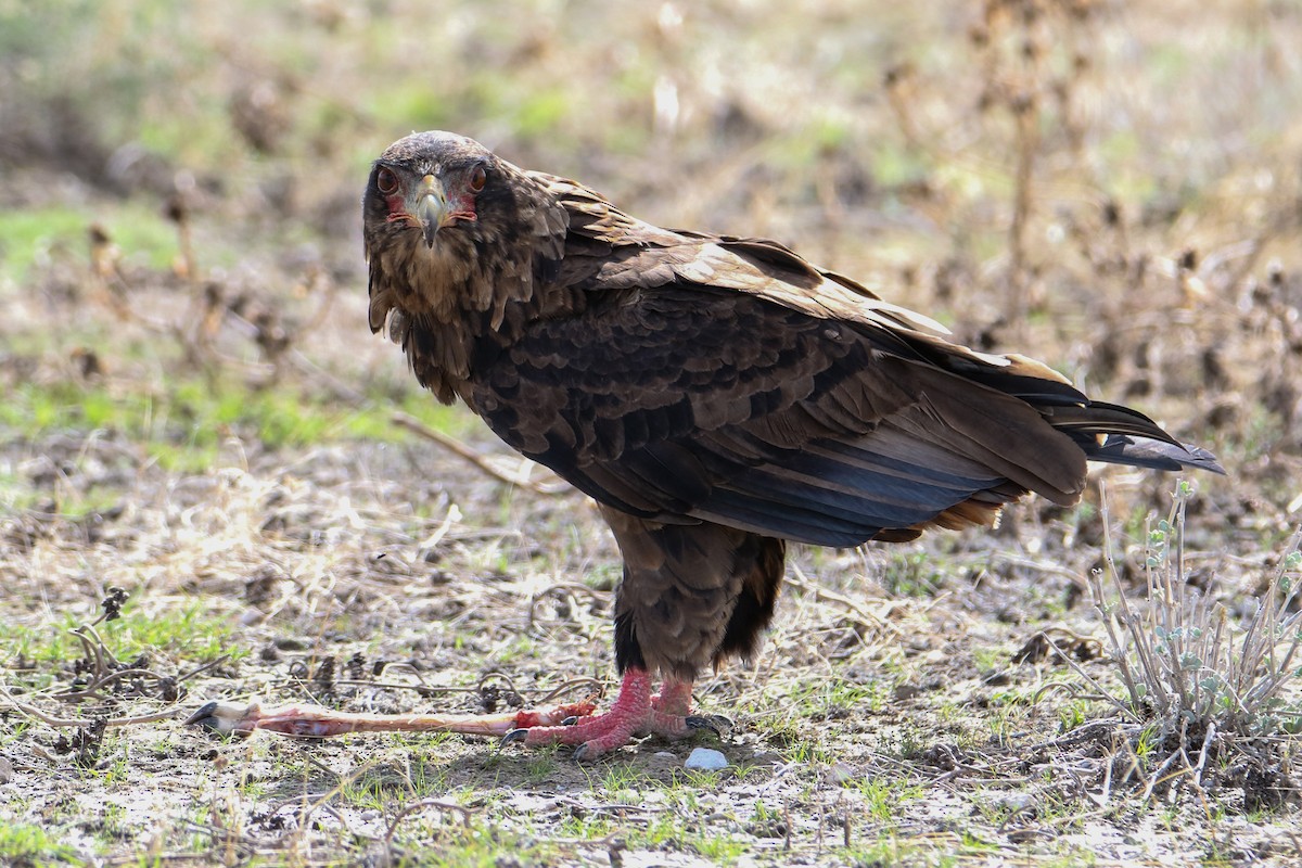 Bateleur - ML418474661