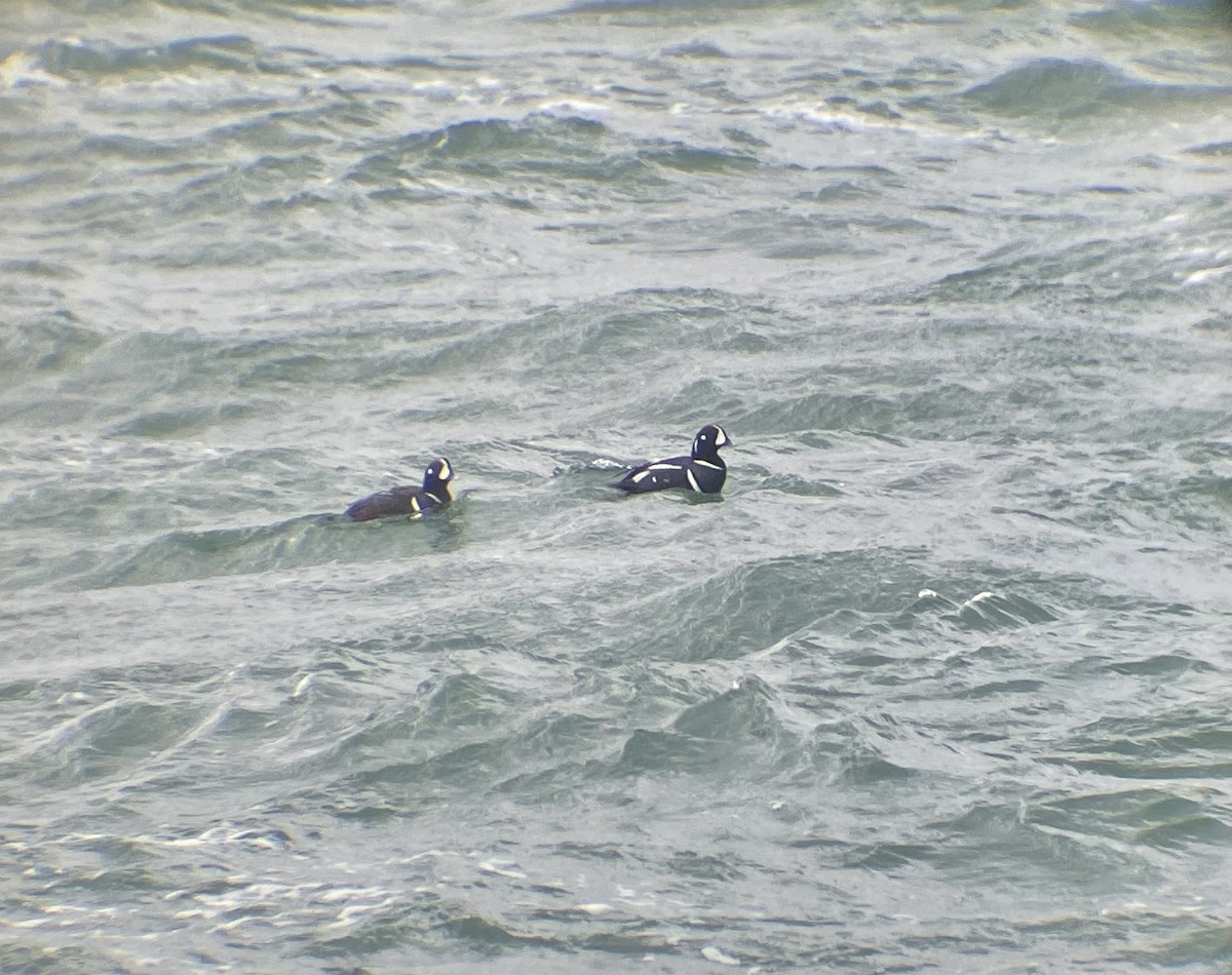 Harlequin Duck - ML418474901