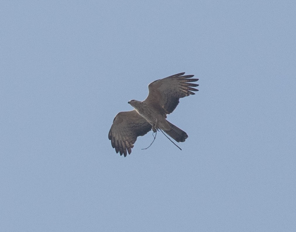 Oriental Honey-buzzard - ML418476701