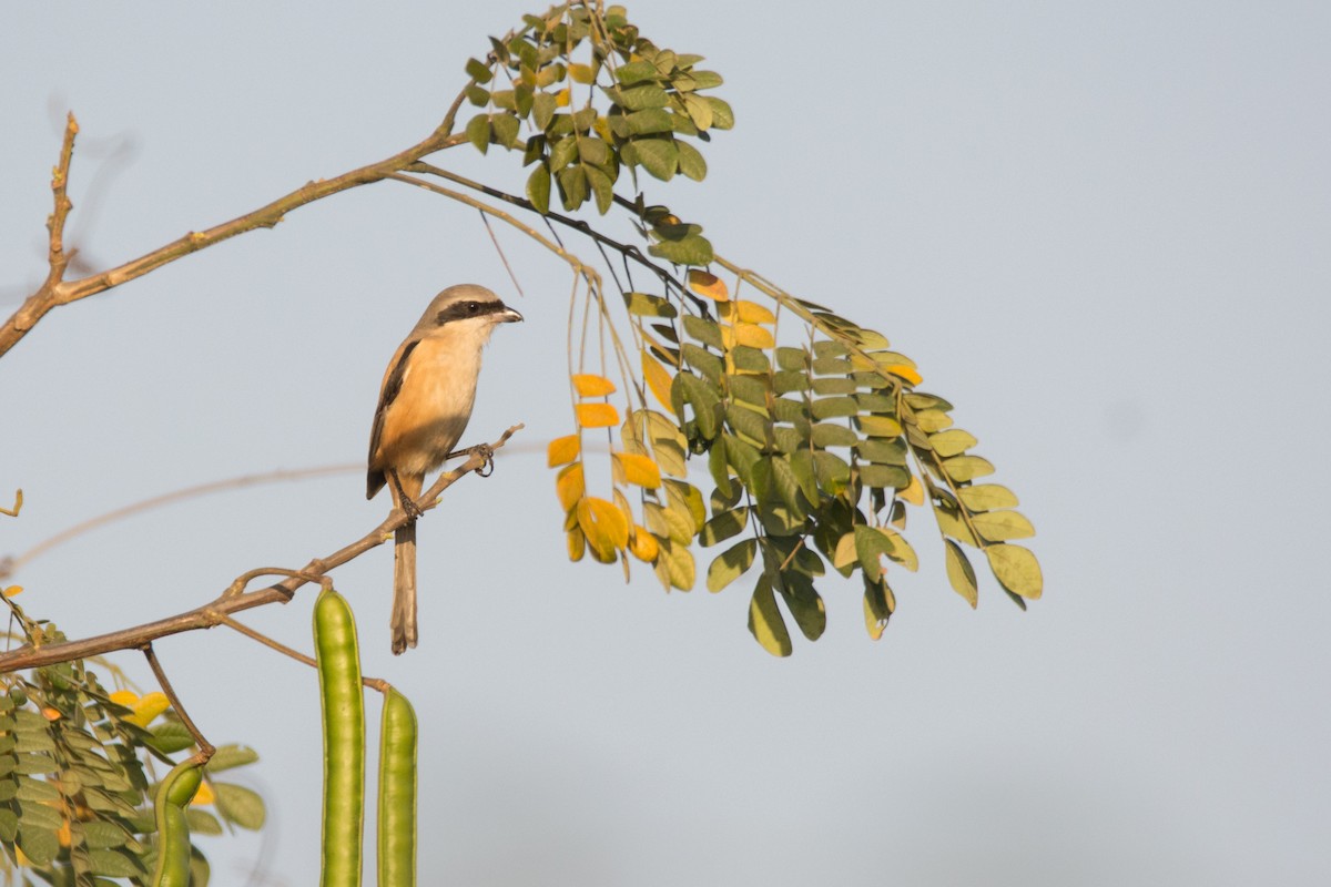 Long-tailed Shrike - ML418477781