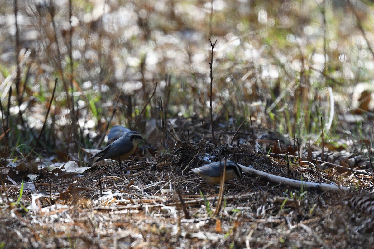 Red-breasted Nuthatch - ML418478511