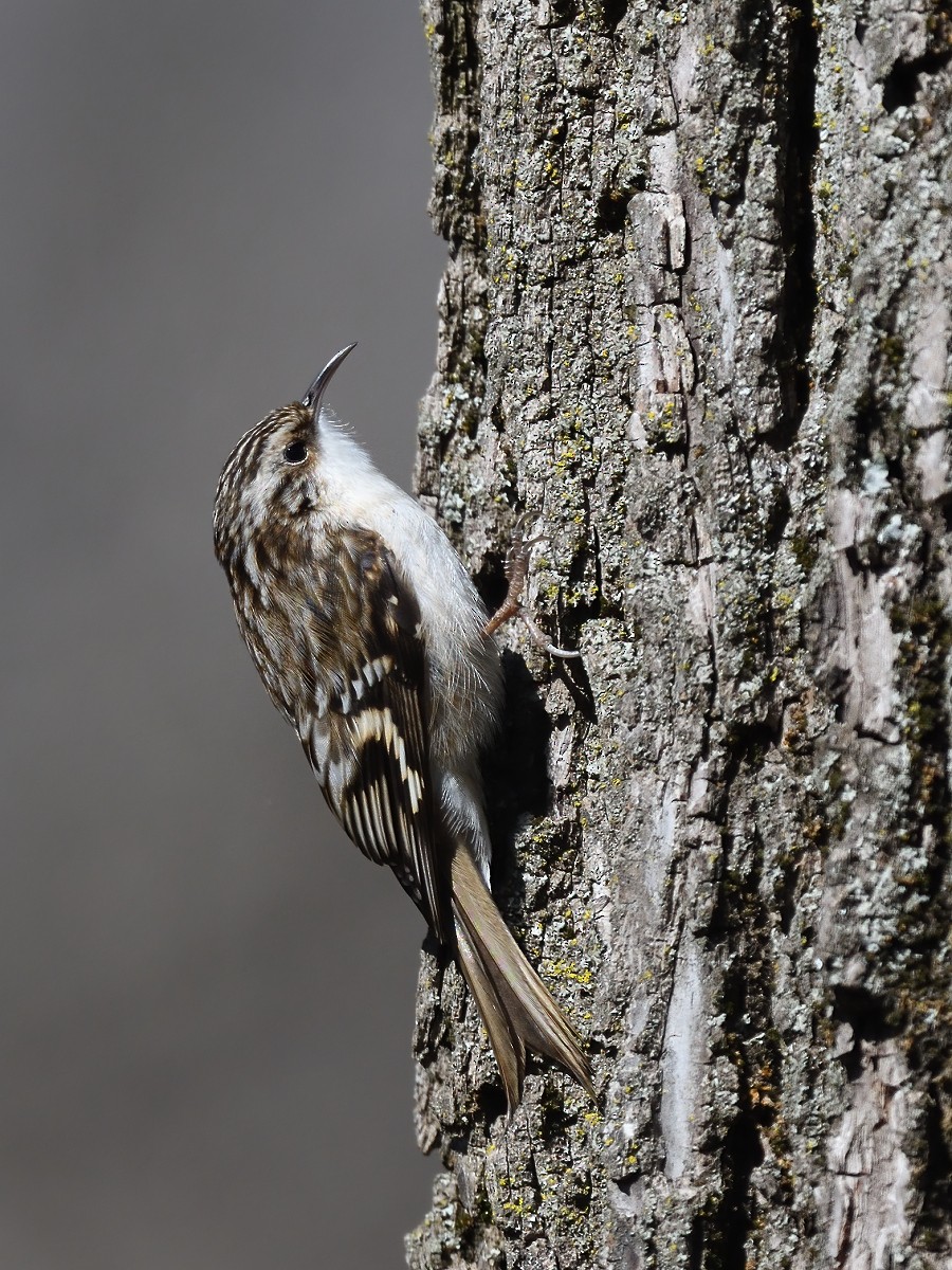 Brown Creeper - Vern Wilkins 🦉