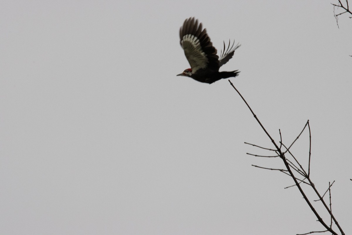 Pileated Woodpecker - ML418478931