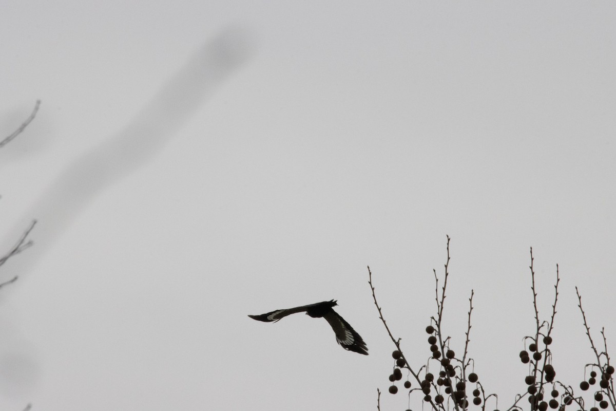 Pileated Woodpecker - ML418479131