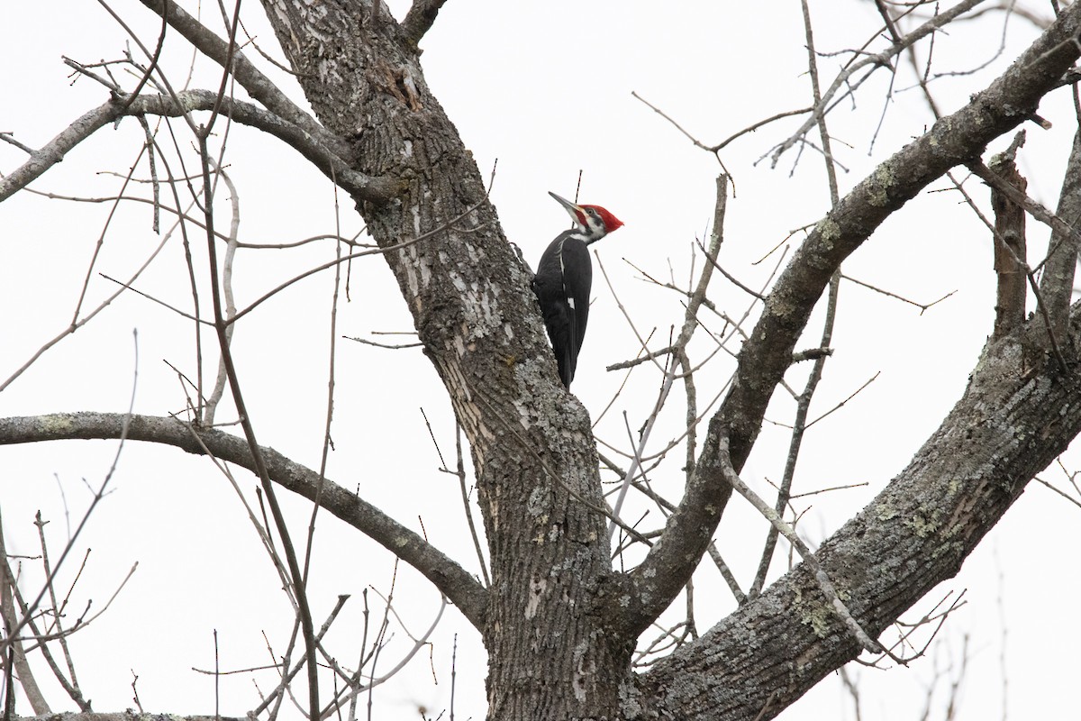 Pileated Woodpecker - ML418479791