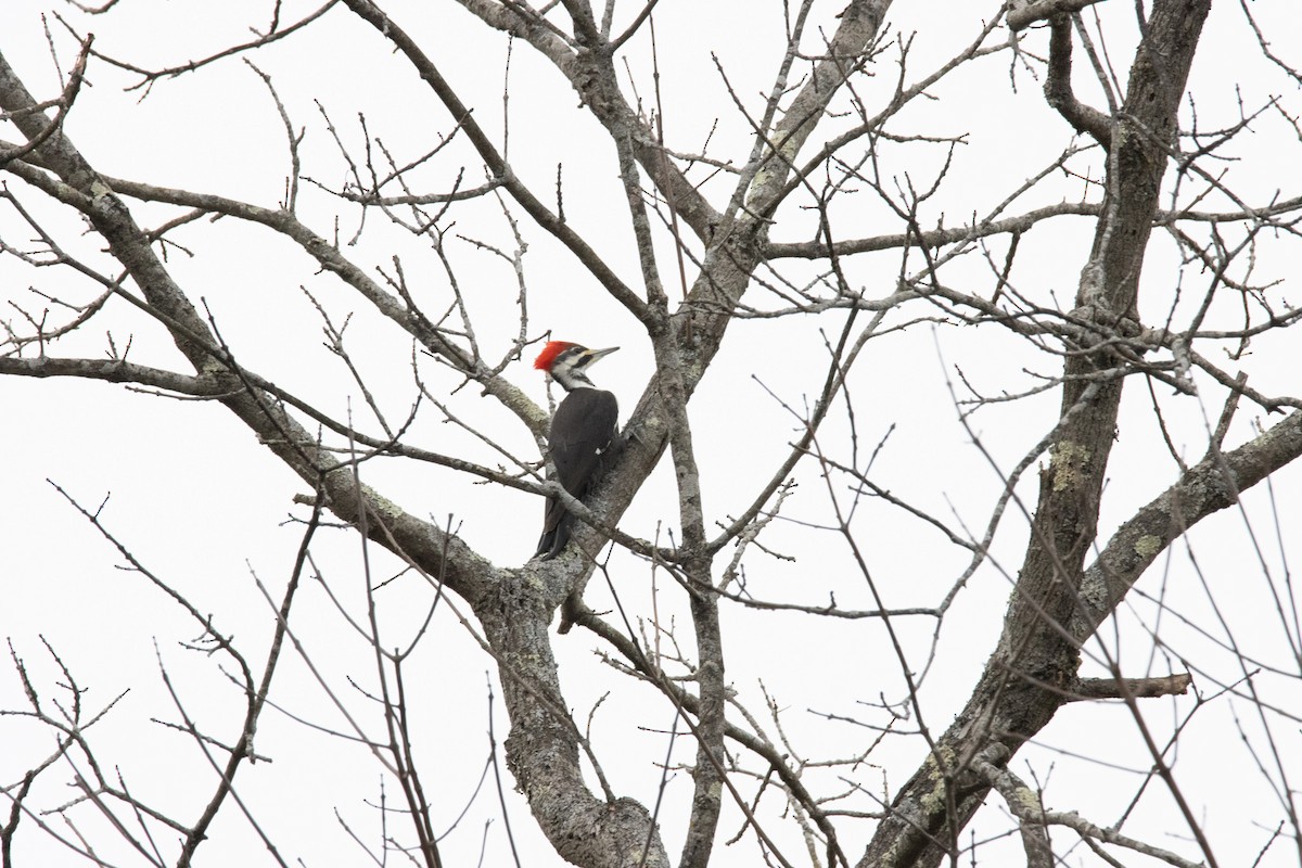 Pileated Woodpecker - ML418479841