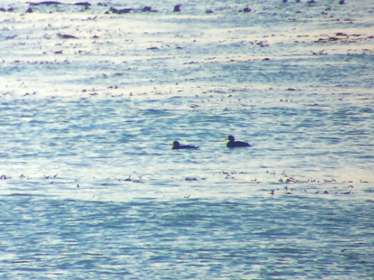 Black Scoter - ML41847991