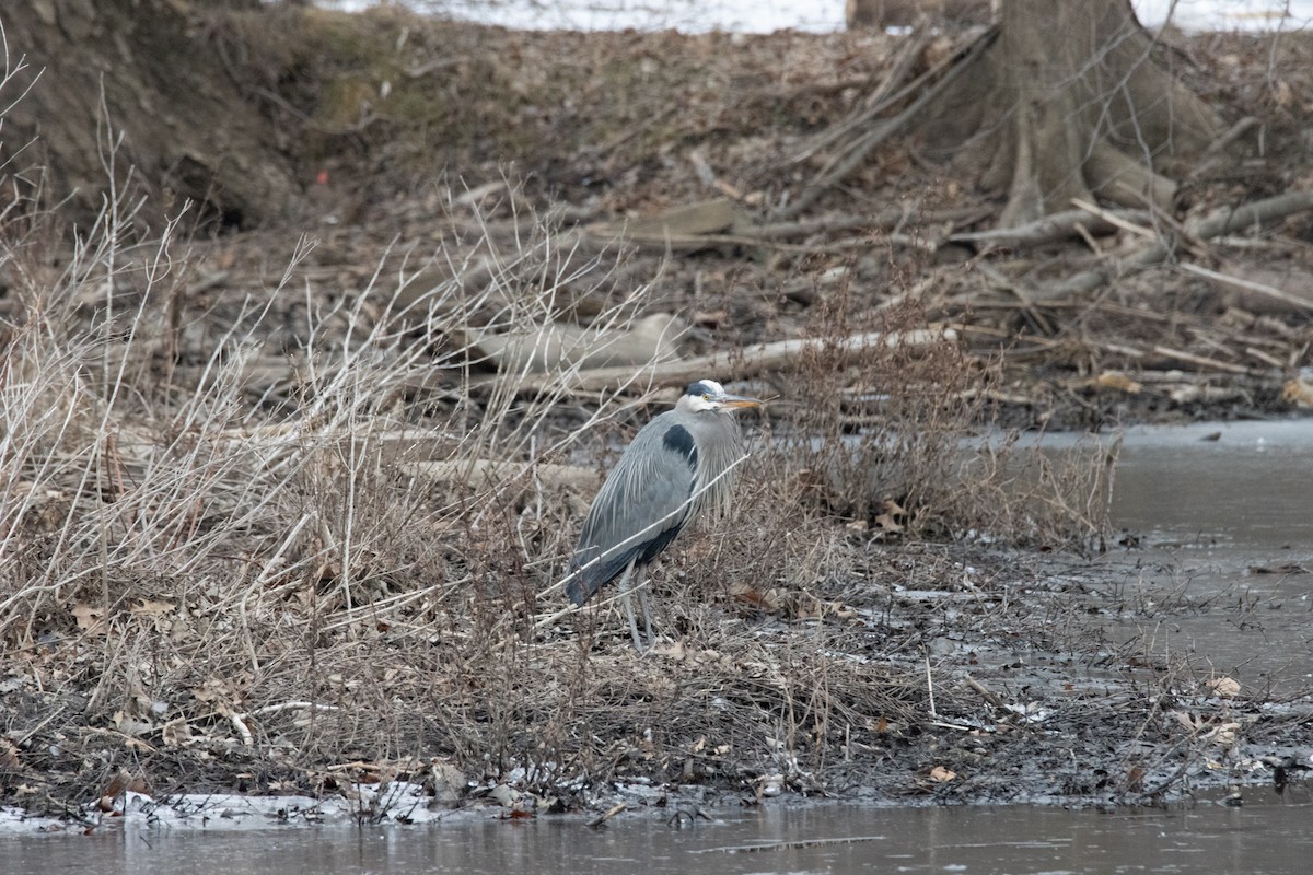 Great Blue Heron - ML418480421