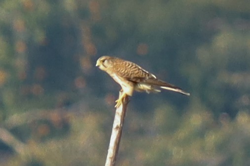 Eurasian Kestrel - ML418481121