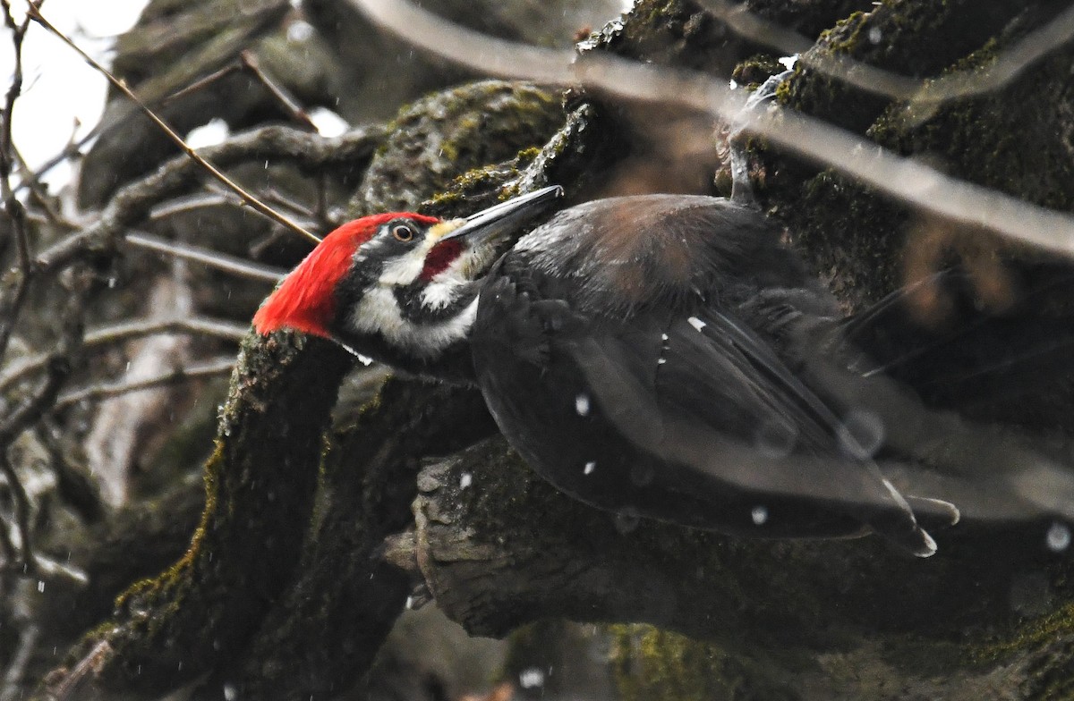 Pileated Woodpecker - ML418481351