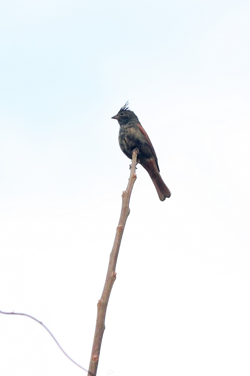 Crested Bunting - ML418481401