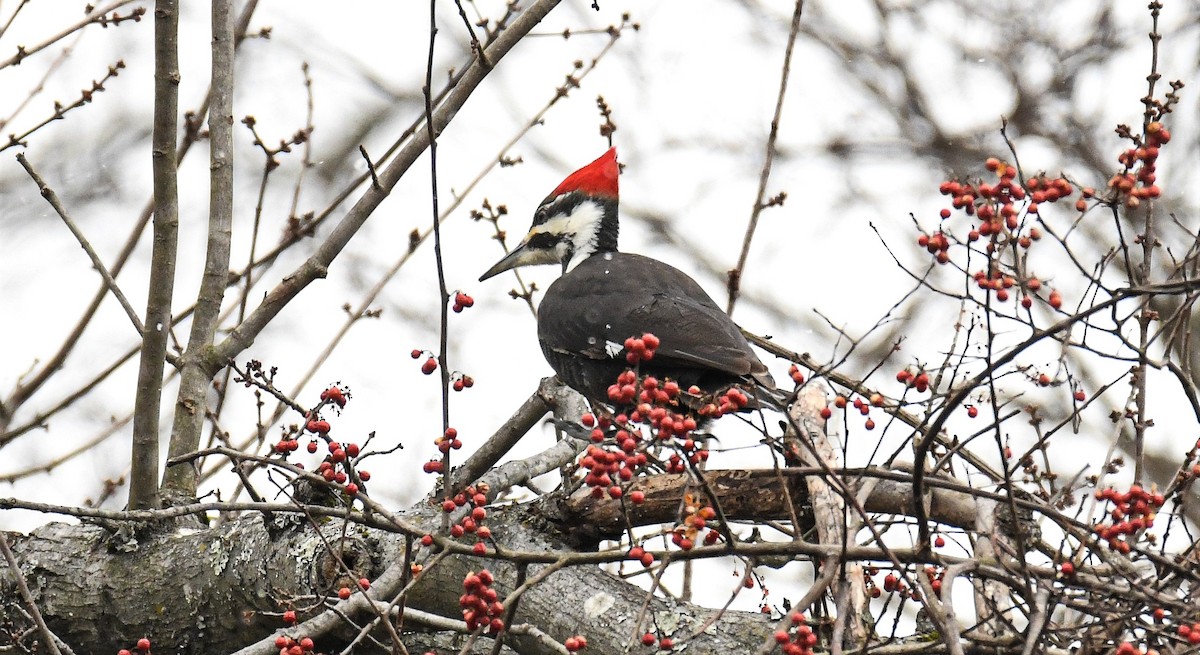 Pileated Woodpecker - ML418481411