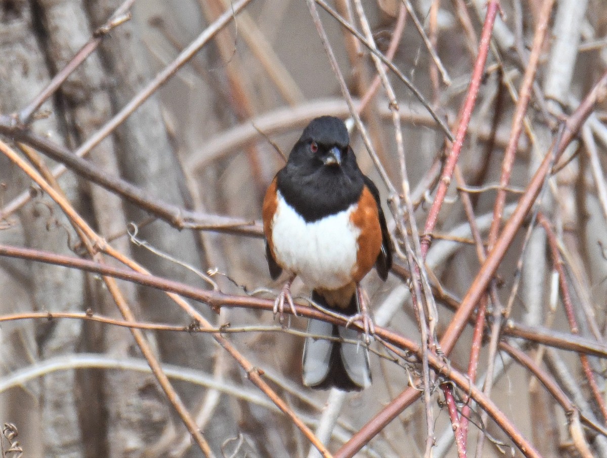 Eastern Towhee - ML418481631