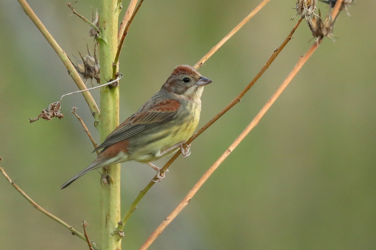 Chestnut Bunting - ML418481851