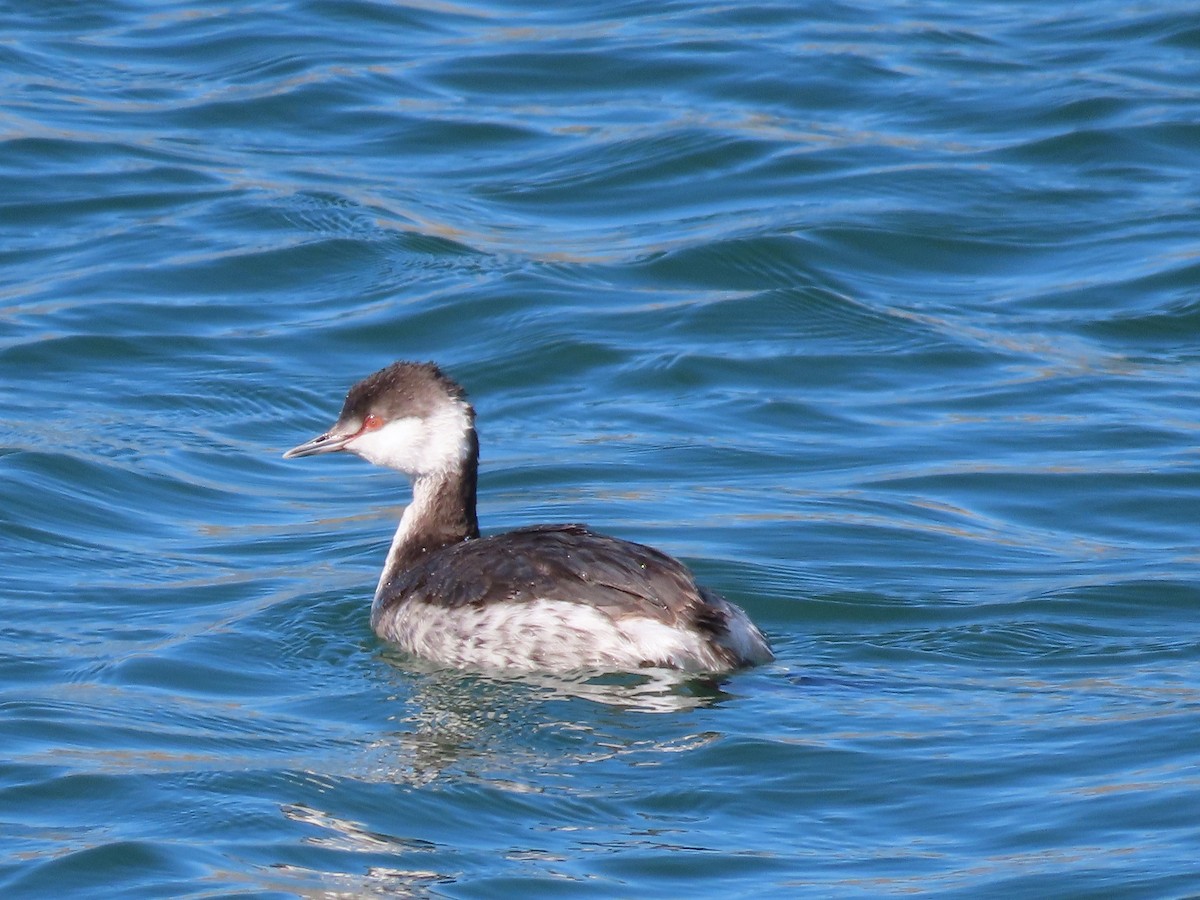 Horned Grebe - ML418482201