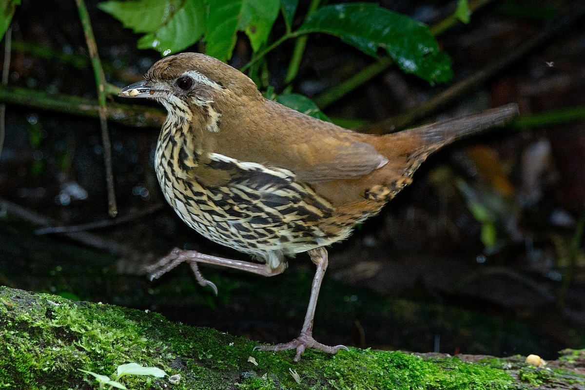 Rufous-tailed Antthrush - LUCIANO BERNARDES