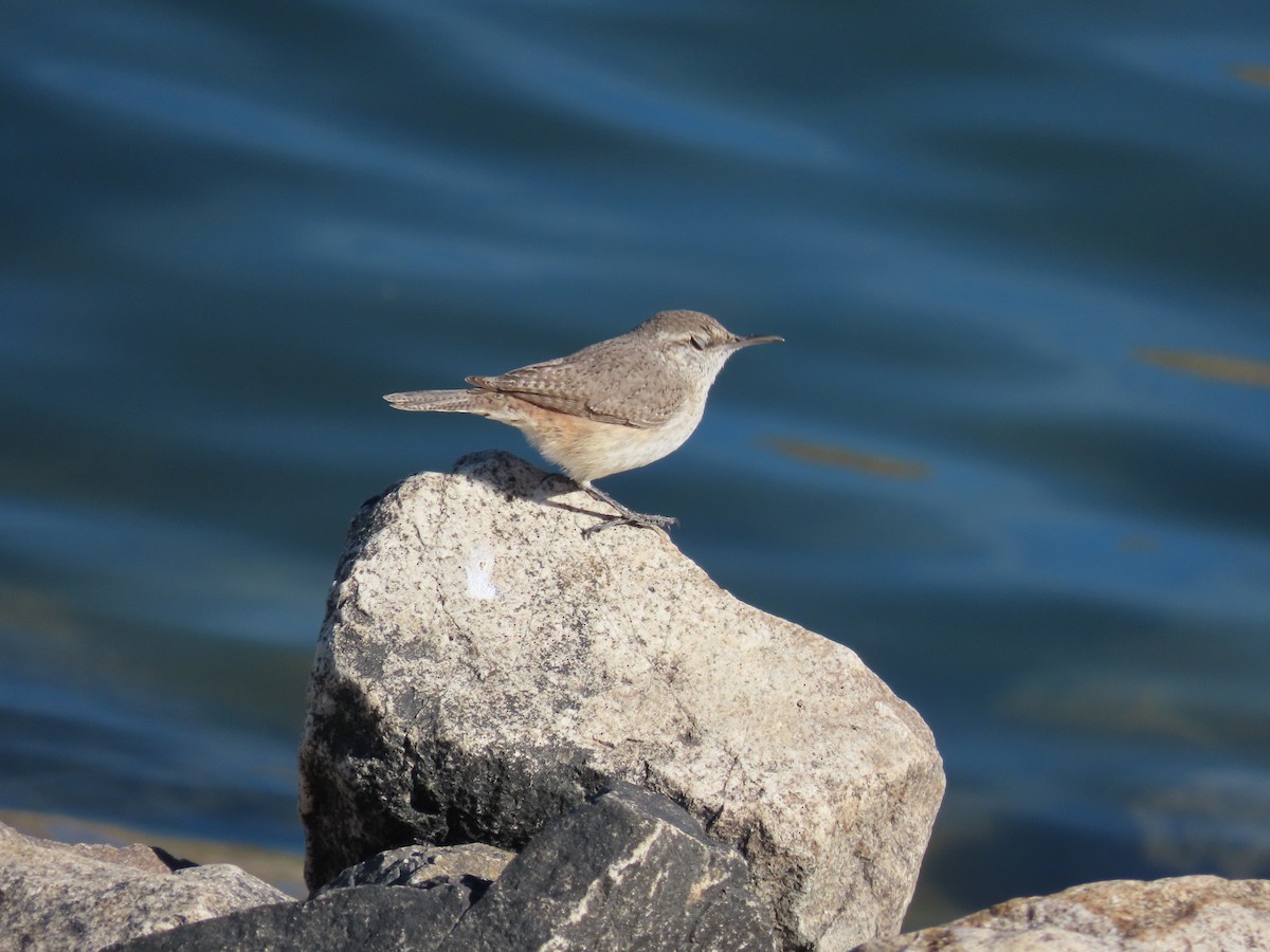 Rock Wren - ML418482511