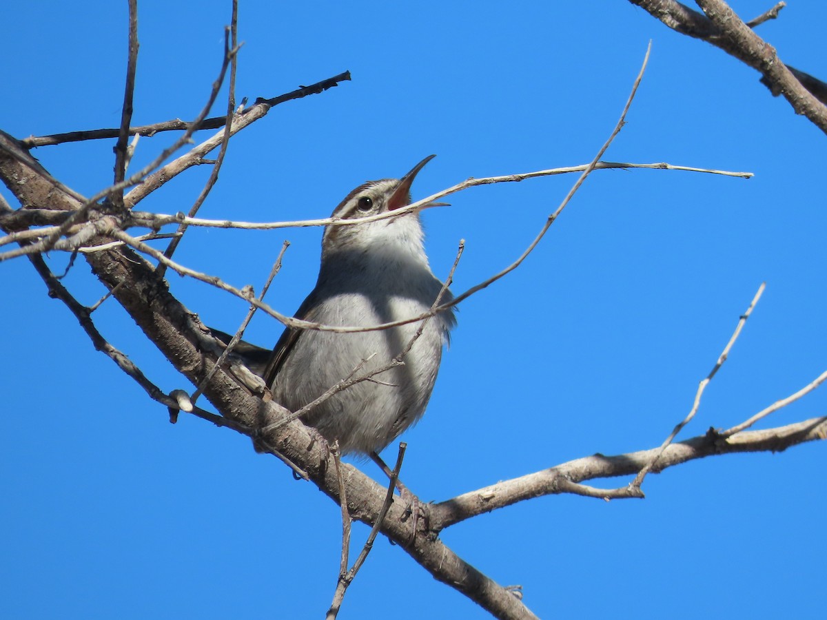 Bewick's Wren - Tina Tan