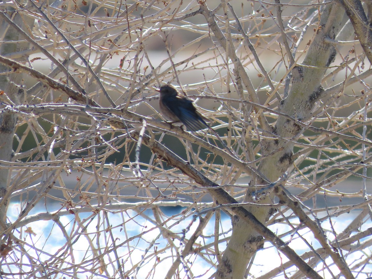 Western Bluebird - ML418482661