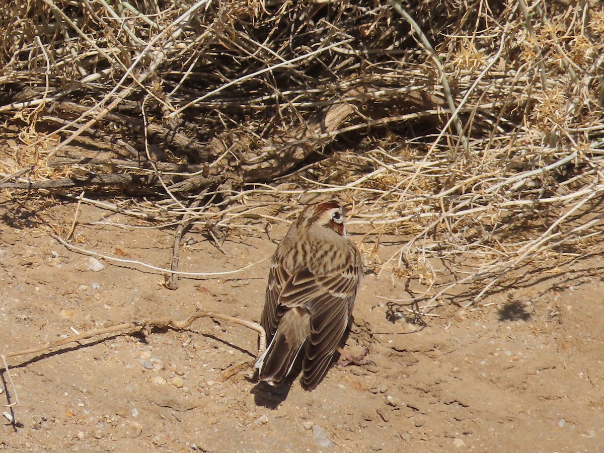 Lark Sparrow - Tina Tan