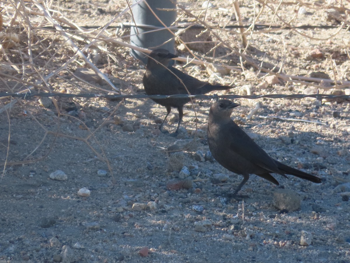 Brewer's Blackbird - ML418482841