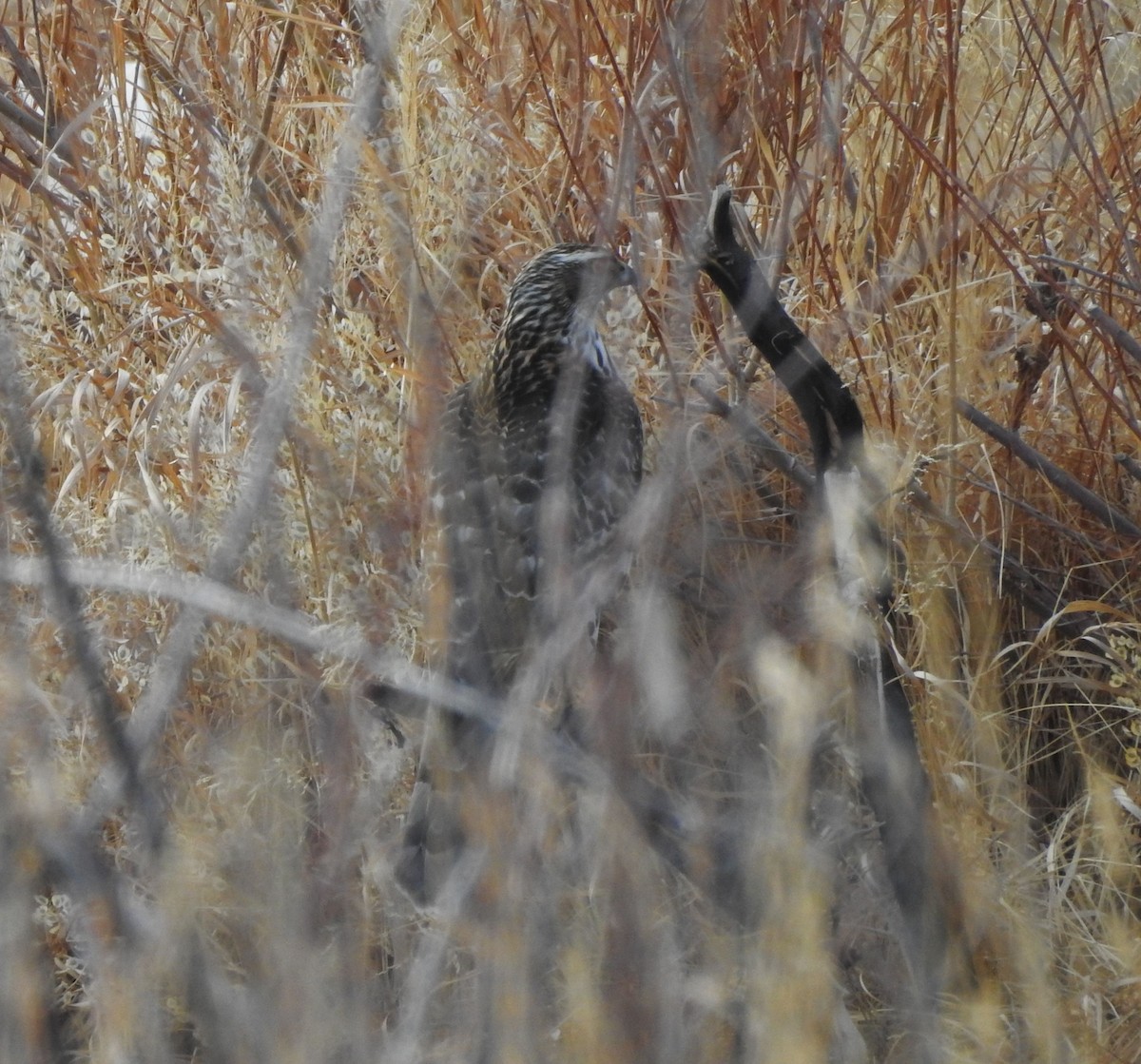 American Goshawk - ML418483071