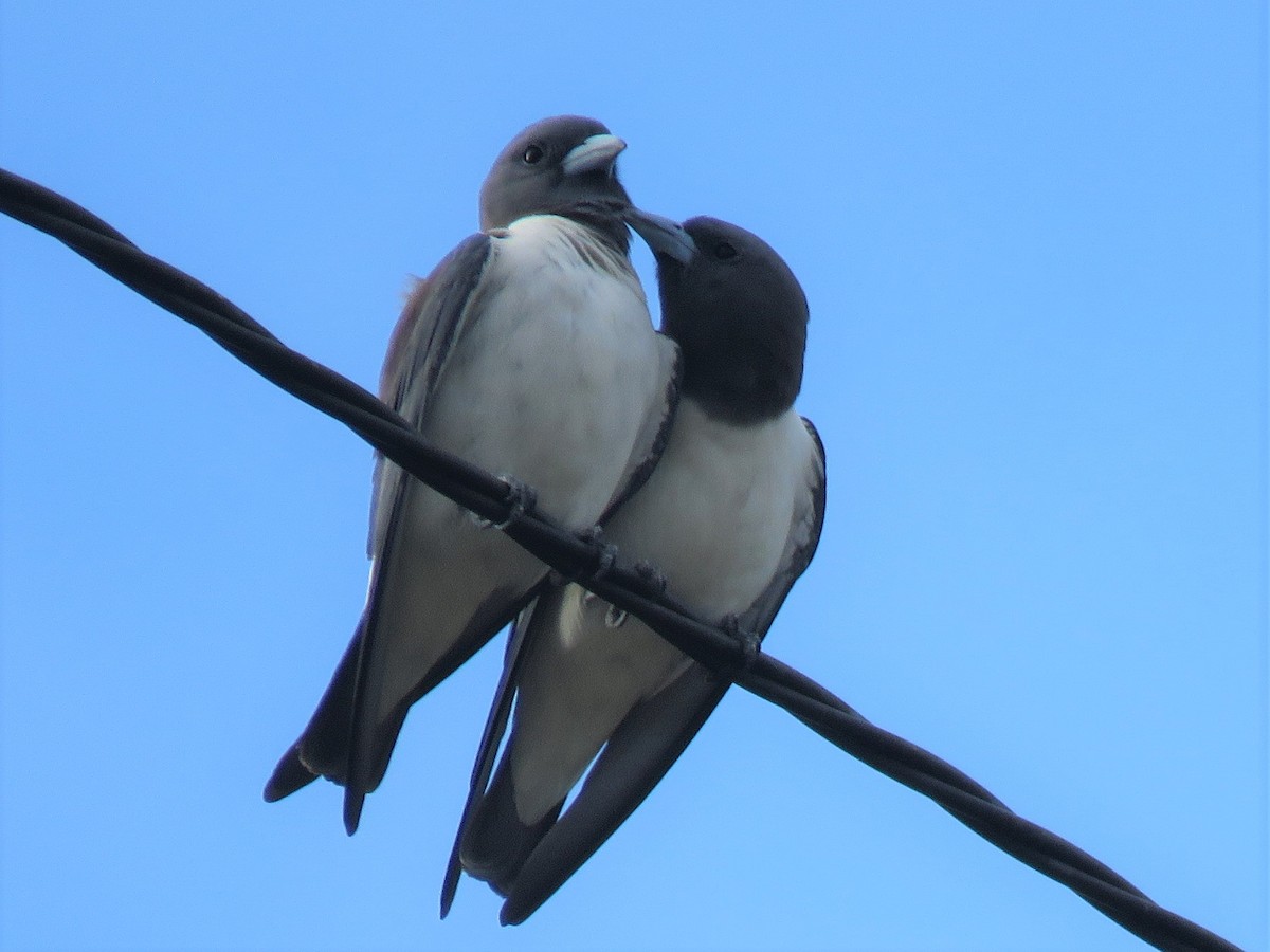 White-breasted Woodswallow - ML418483891