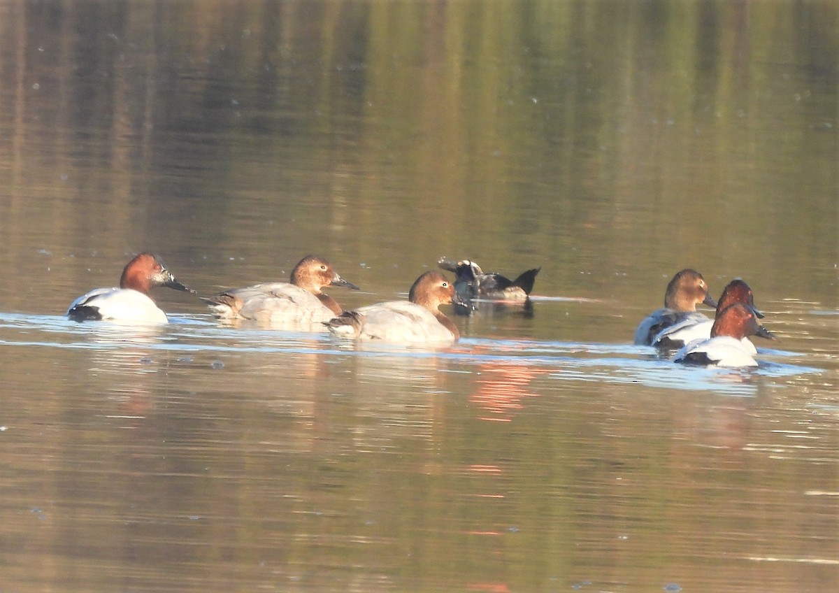 Canvasback - ML418487291