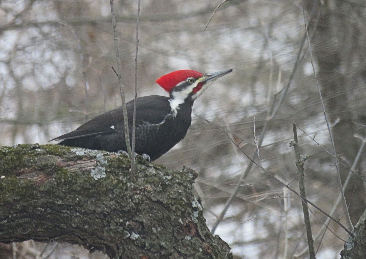 Pileated Woodpecker - Anne Moretti