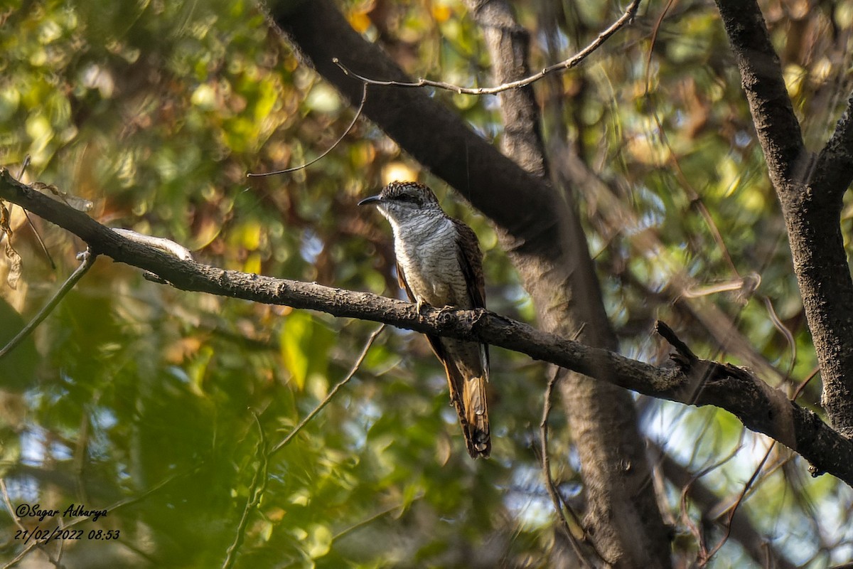 Banded Bay Cuckoo - ML418487961