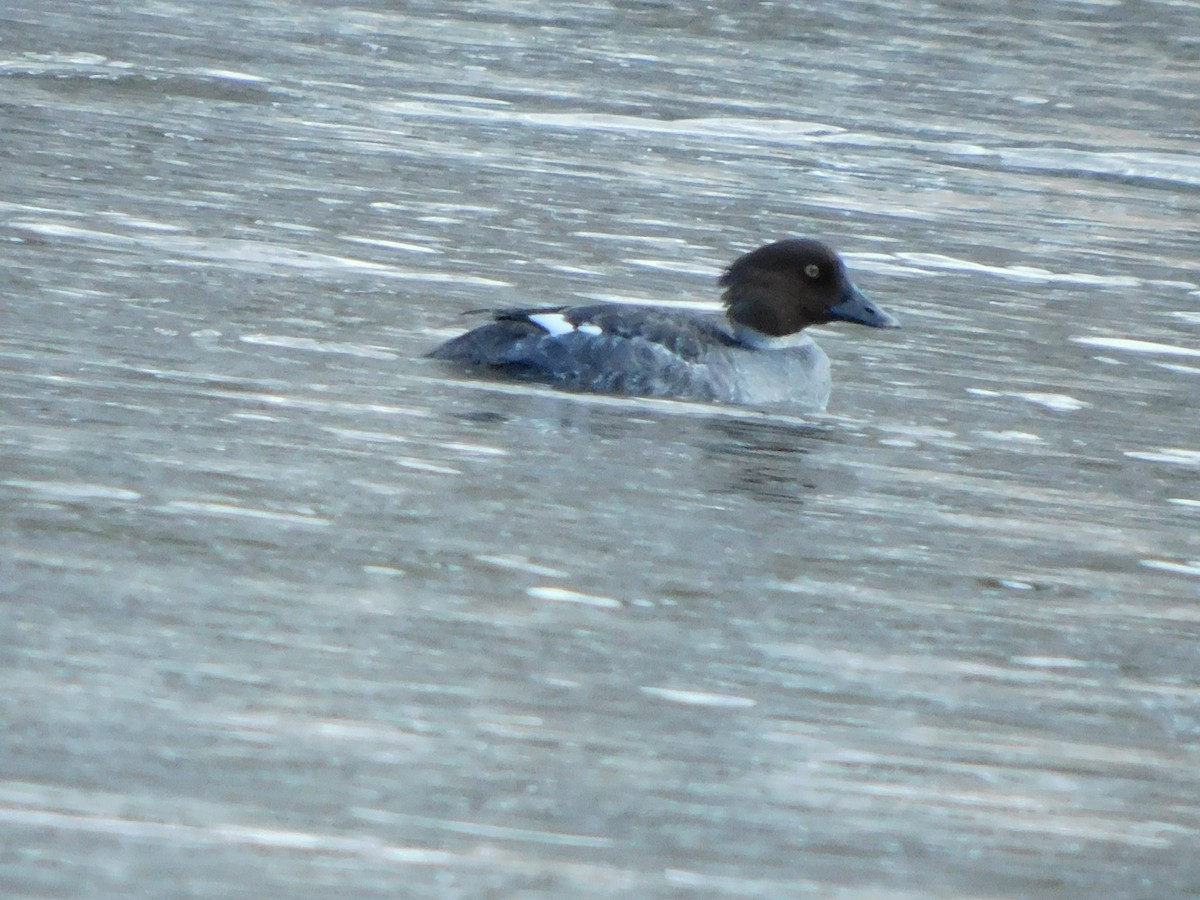 Common Goldeneye - Luke Raso