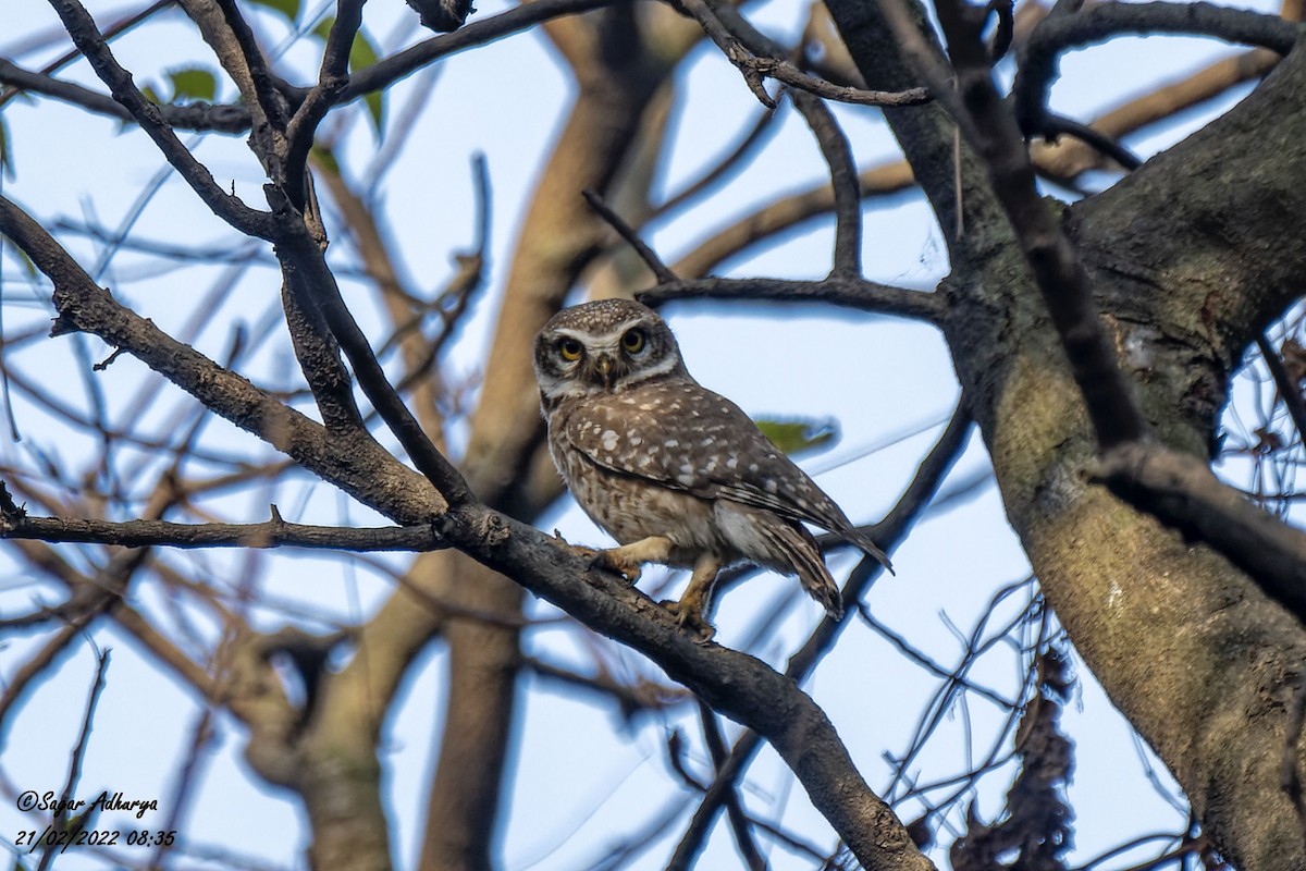 Spotted Owlet - ML418488101