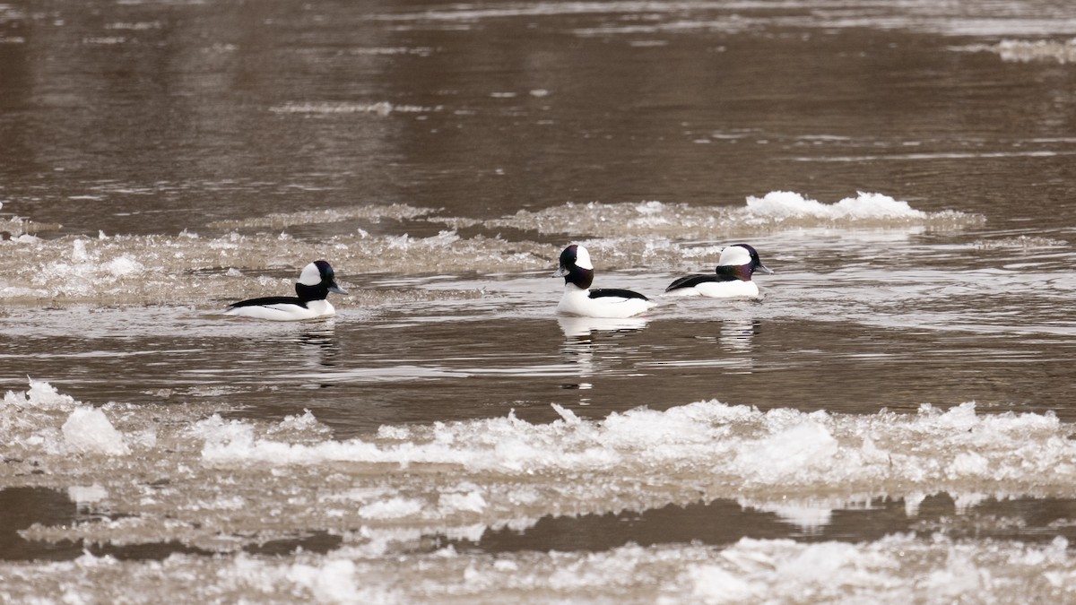 Bufflehead - ML418496071