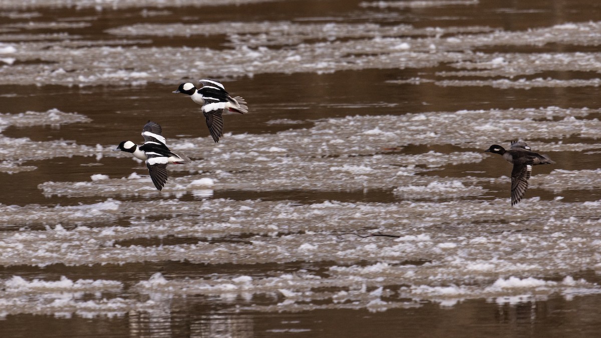Bufflehead - ML418496091