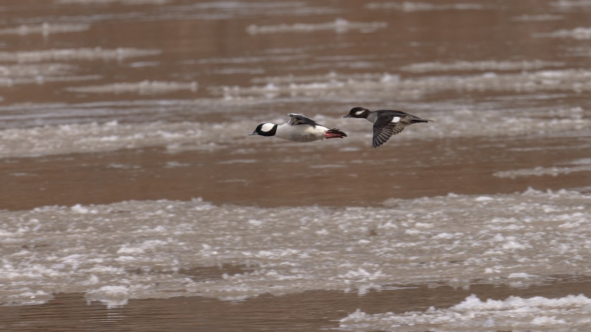 Bufflehead - ML418496101
